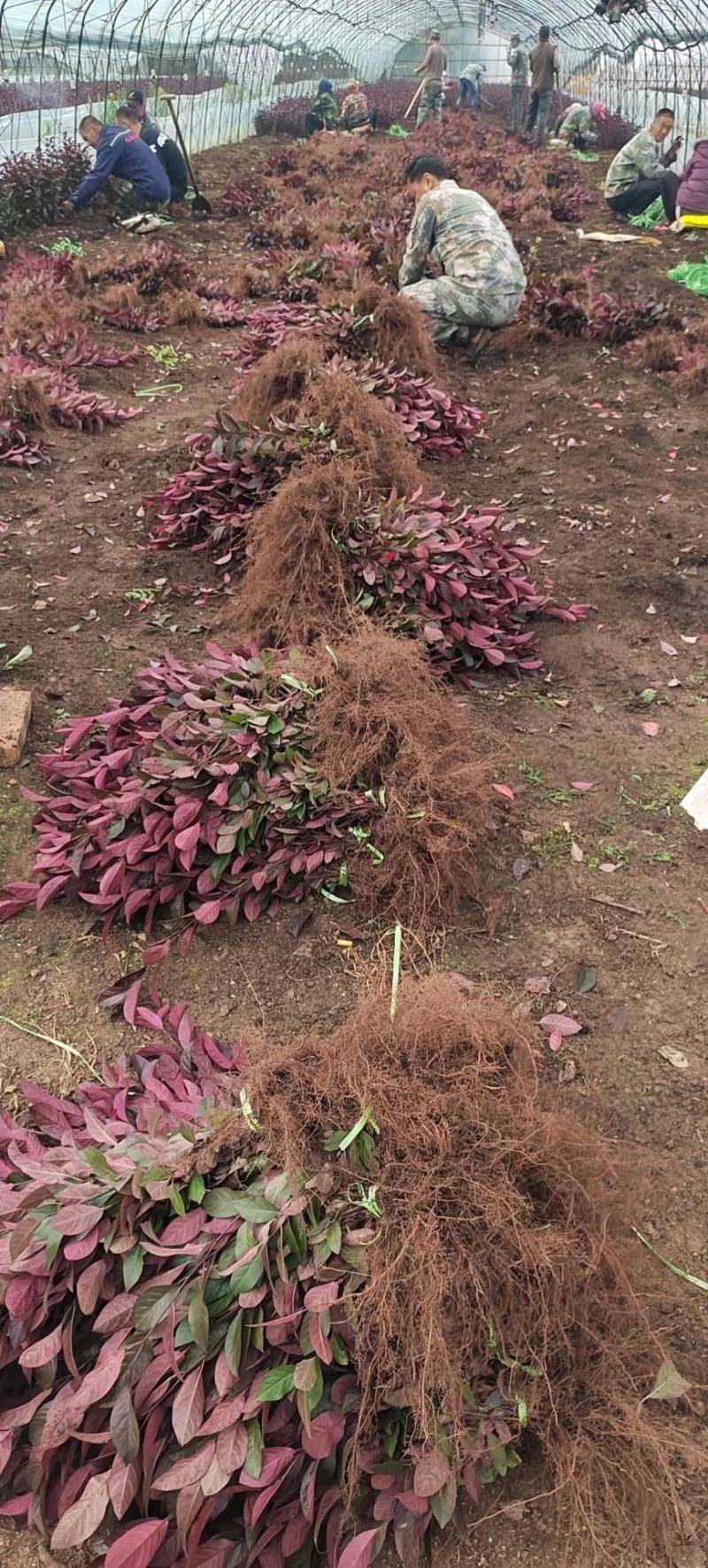 紫叶矮樱小苗紫叶矮樱苗东北耐寒灌木产地直发建圃苗