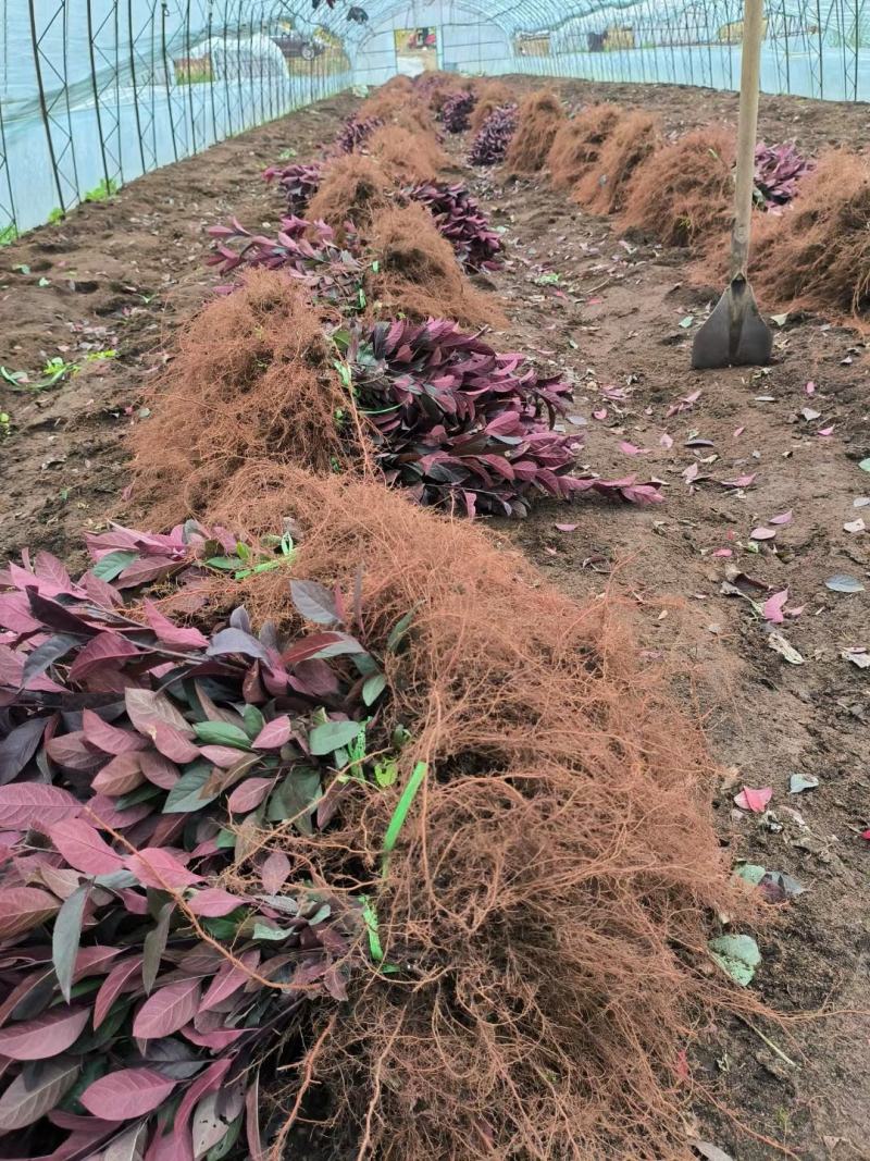 紫叶矮樱小苗紫叶矮樱苗东北耐寒灌木产地直发建圃苗