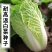 贵龙五号早熟白菜种子农户种植户农家庭院，阳台均可种植蔬菜