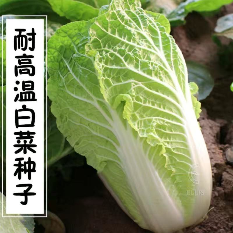 贵龙五号早熟白菜种子农户种植户农家庭院，阳台均可种植蔬菜