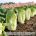 贵龙五号早熟白菜种子农户种植户农家庭院，阳台均可种植蔬菜
