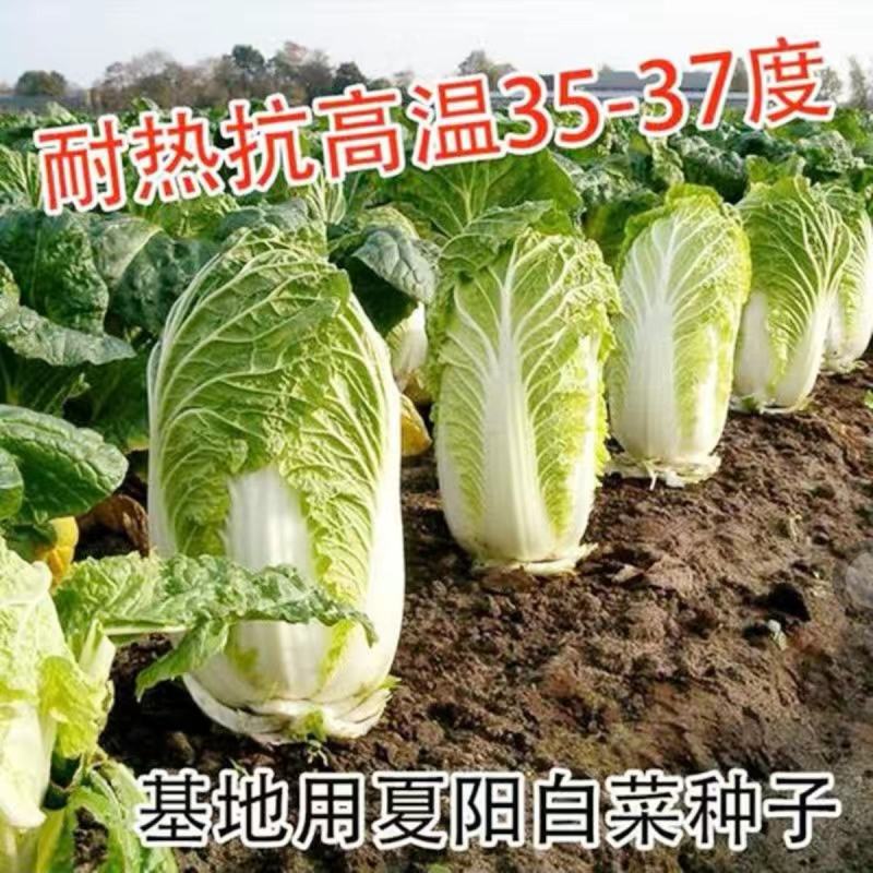 贵龙五号早熟白菜种子农户种植户农家庭院，阳台均可种植蔬菜