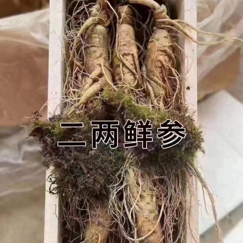 2两的鲜人参质量好品质
