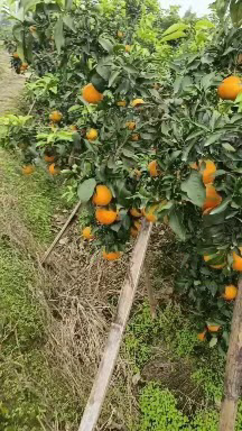 爱媛橙，诚信代办，保质保量，货源充足量大价优！