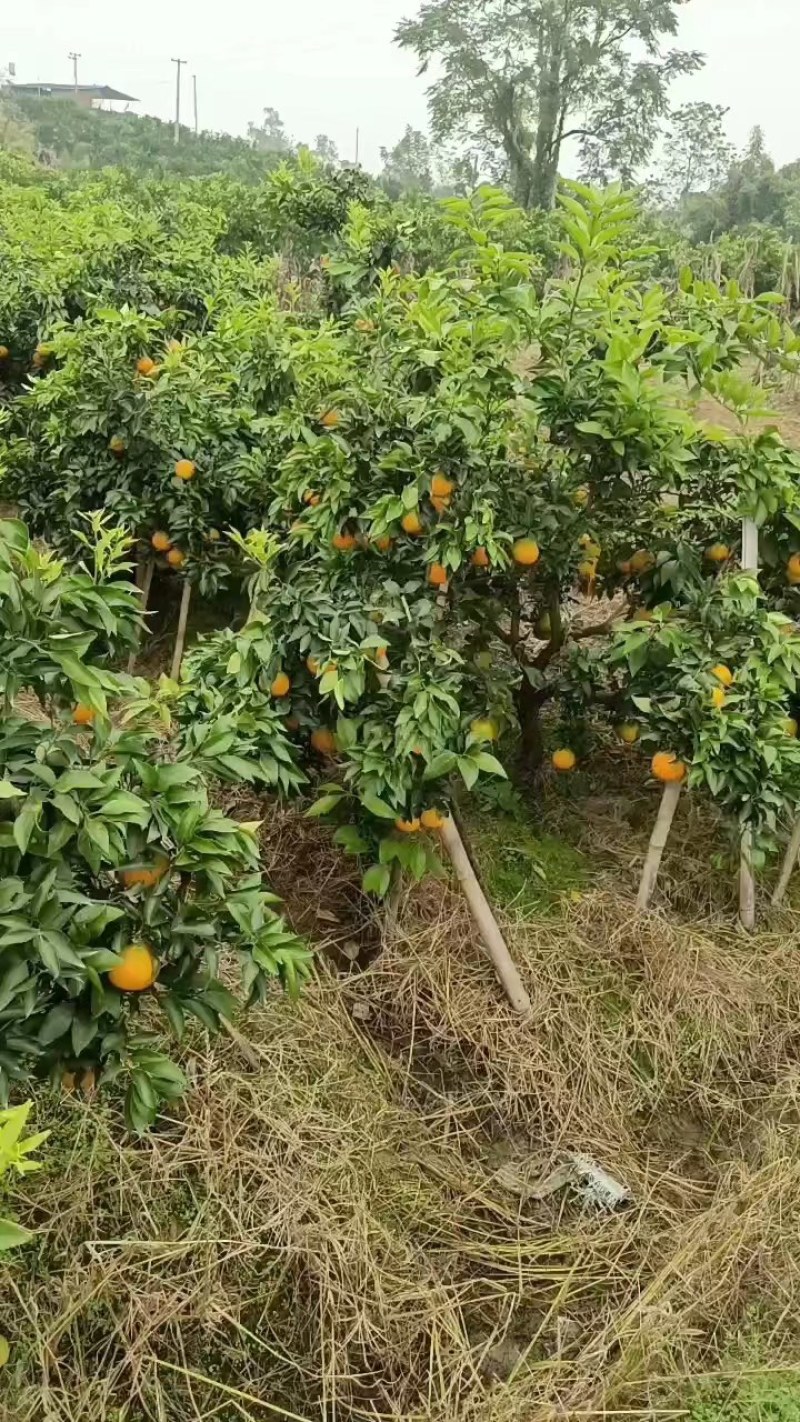 爱媛橙，诚信代办，保质保量，货源充足量大价优！
