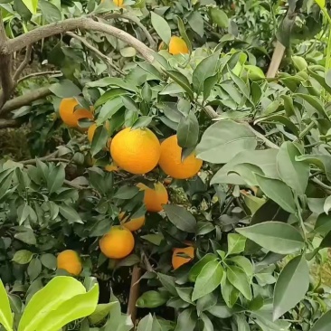 爱媛橙，诚信代办，保质保量，货源充足量大价优！