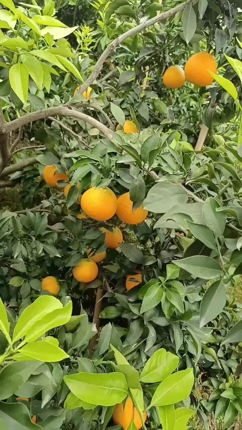 爱媛橙，诚信代办，保质保量，货源充足量大价优！