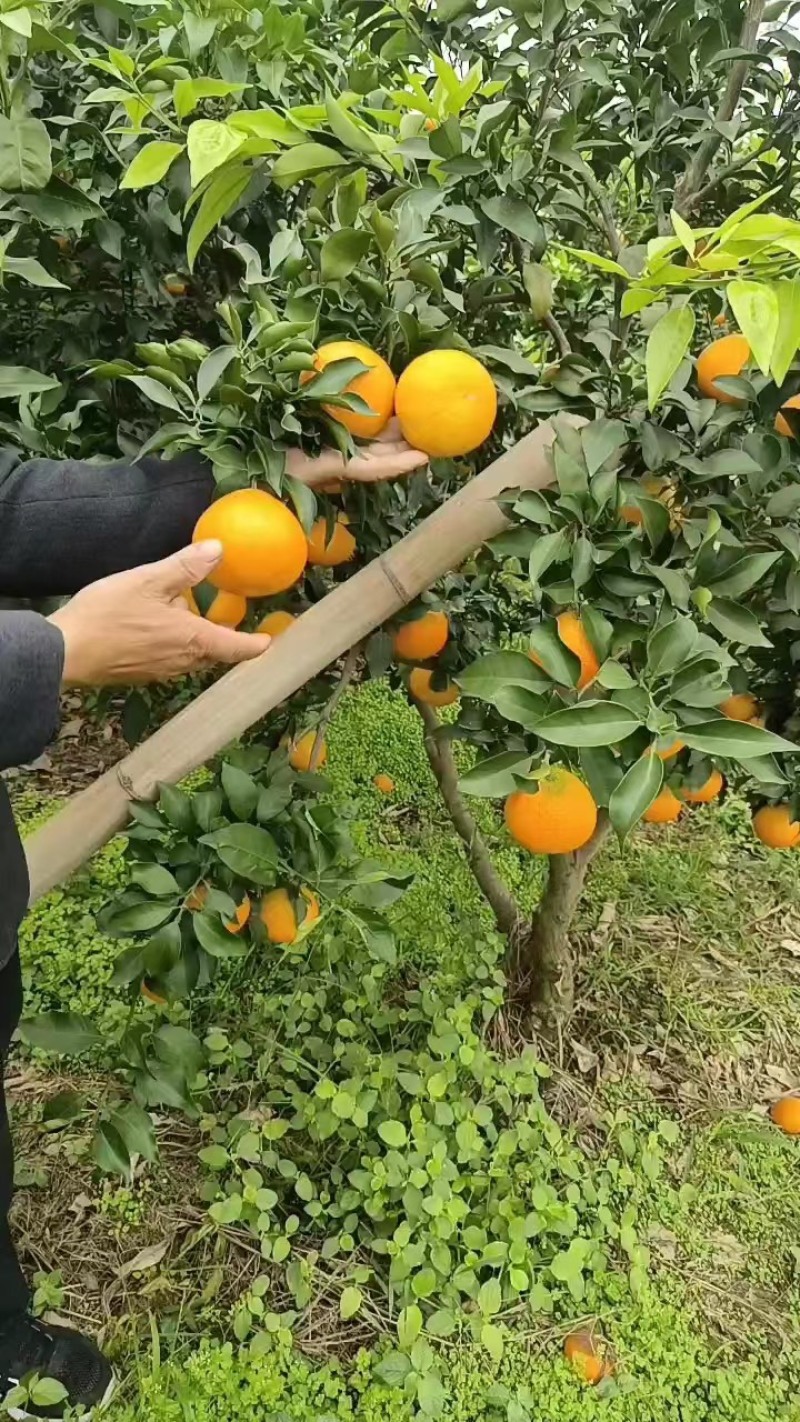 爱媛橙，诚信代办，保质保量，货源充足量大价优！
