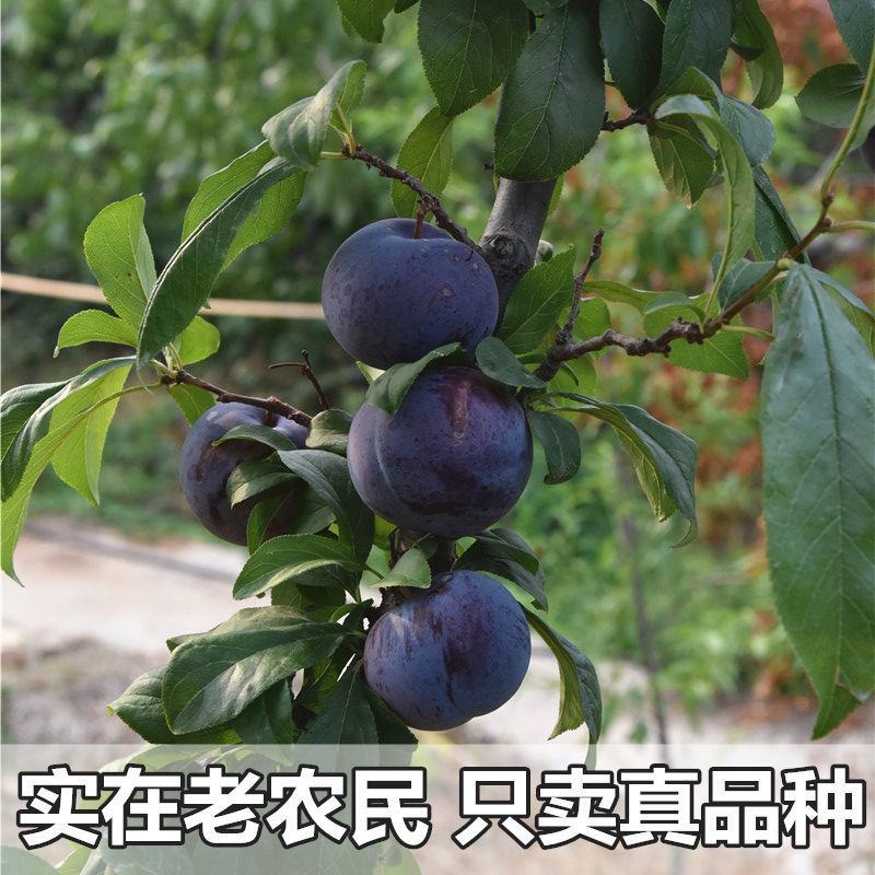 红心无核巨王李子苗蜂糖李子苗黑霸王李子树苗当年结果包邮