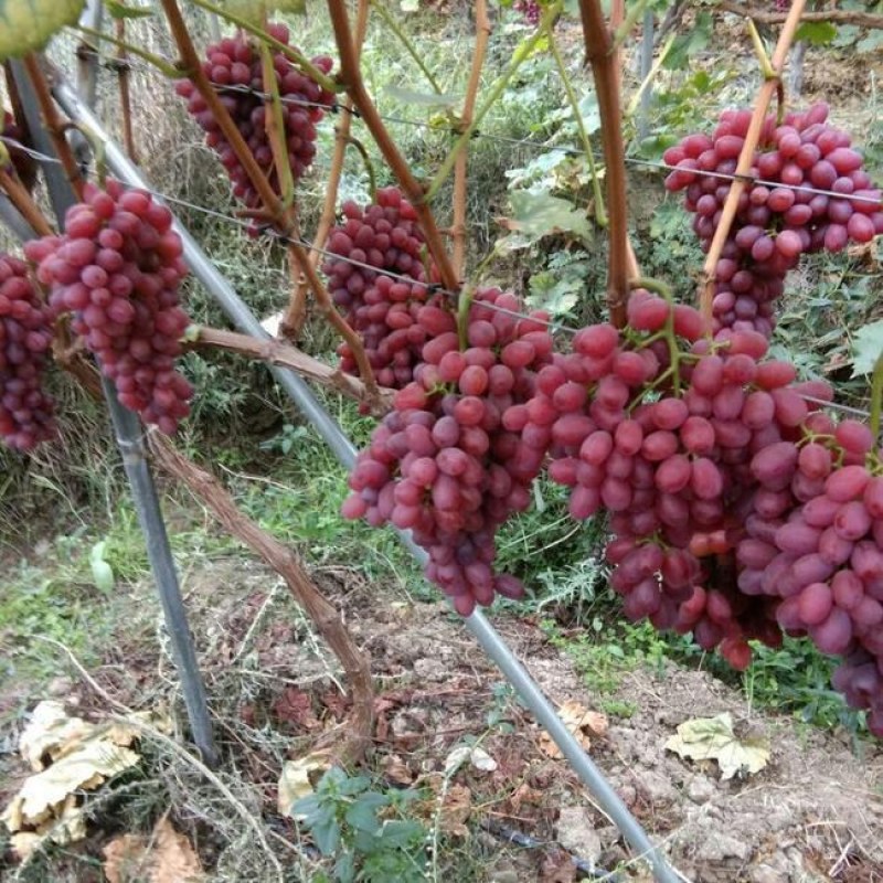 深红无核葡萄苗，基地签约发苗，包成活包结果，全国包邮