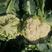 华松80天青梗松花菜种子中晚熟品种单球重三斤左右菜花种子