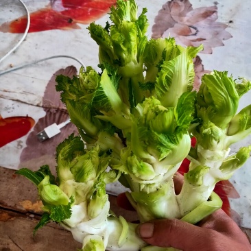 儿菜