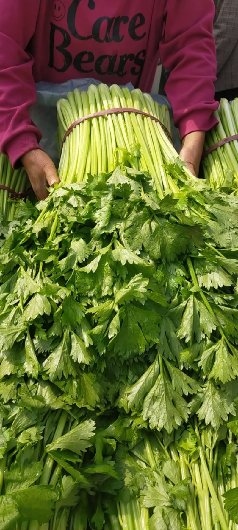 精品芹菜，无空心，货源充足，代发全国，质量可靠