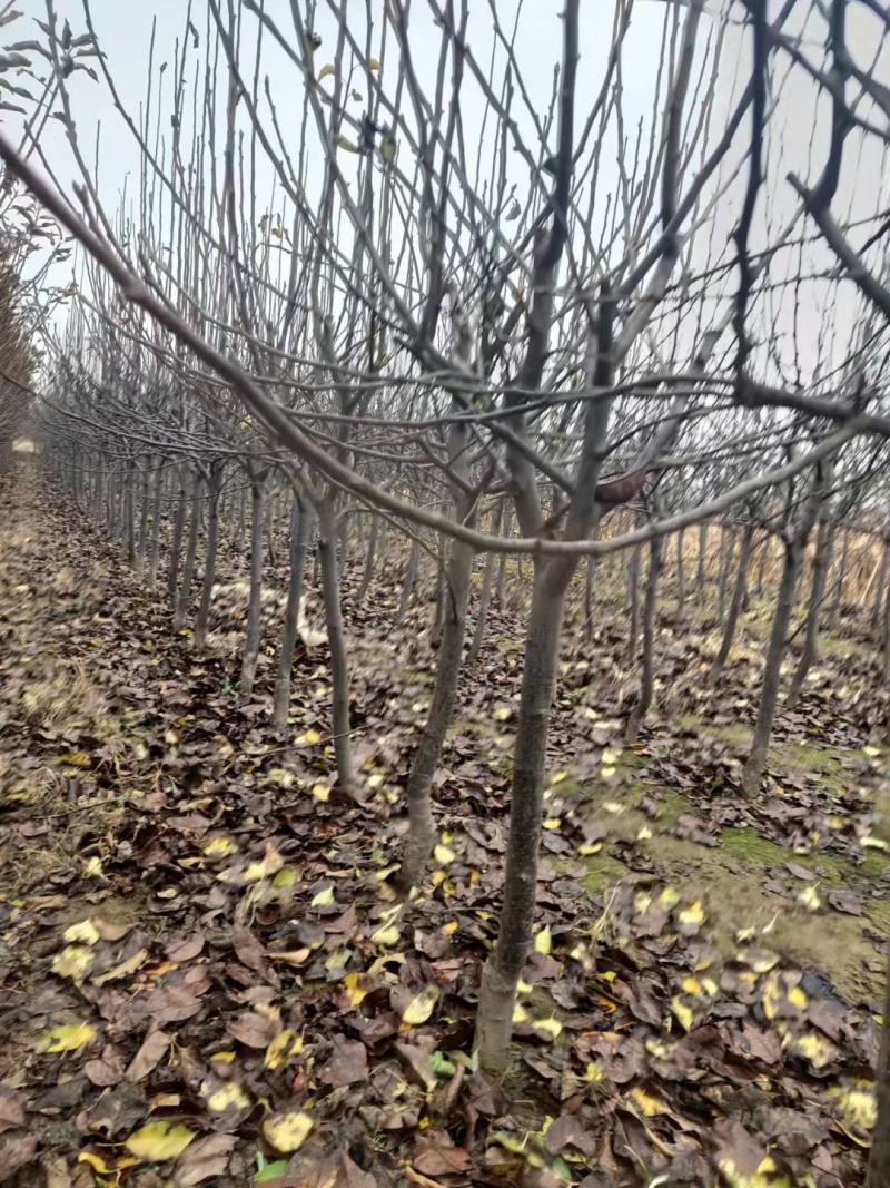 梨树苗，梨树，自家苗圃基地培育，无中介。