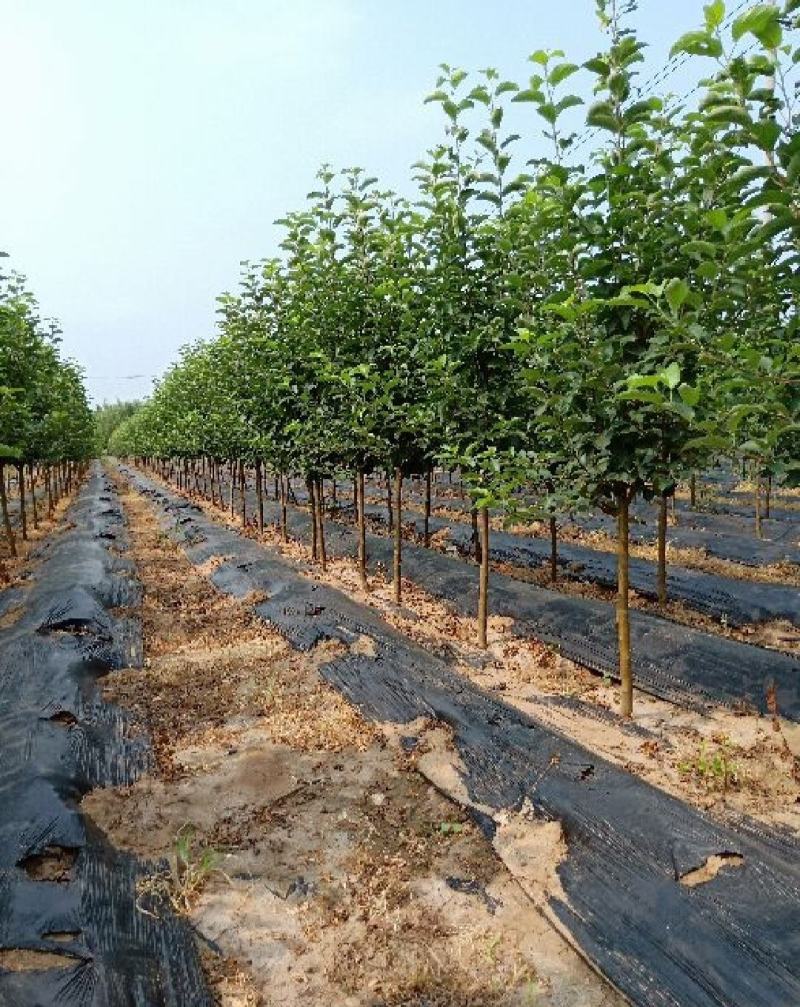 梨树苗，梨树，自家苗圃基地培育，无中介。