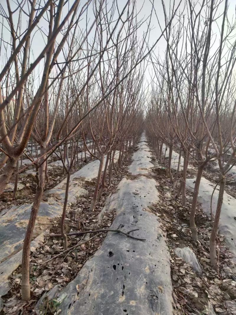 梨树苗，梨树，自家苗圃基地培育，无中介。