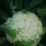 雪松80天松花菜种子中晚熟菜花种子洁白甜脆单球约3斤春秋