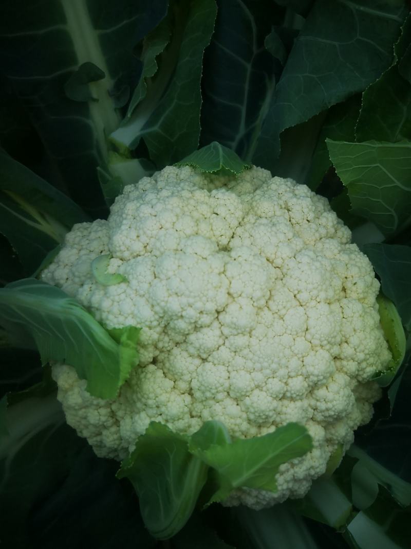 雪松80天松花菜种子中晚熟菜花种子洁白甜脆单球约3斤春秋