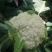 雪松80天松花菜种子中晚熟菜花种子洁白甜脆单球约3斤春秋