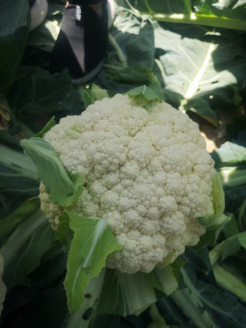 雪松80天松花菜种子中晚熟菜花种子洁白甜脆单球约3斤春秋