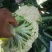 雪松80天松花菜种子中晚熟菜花种子洁白甜脆单球约3斤春秋