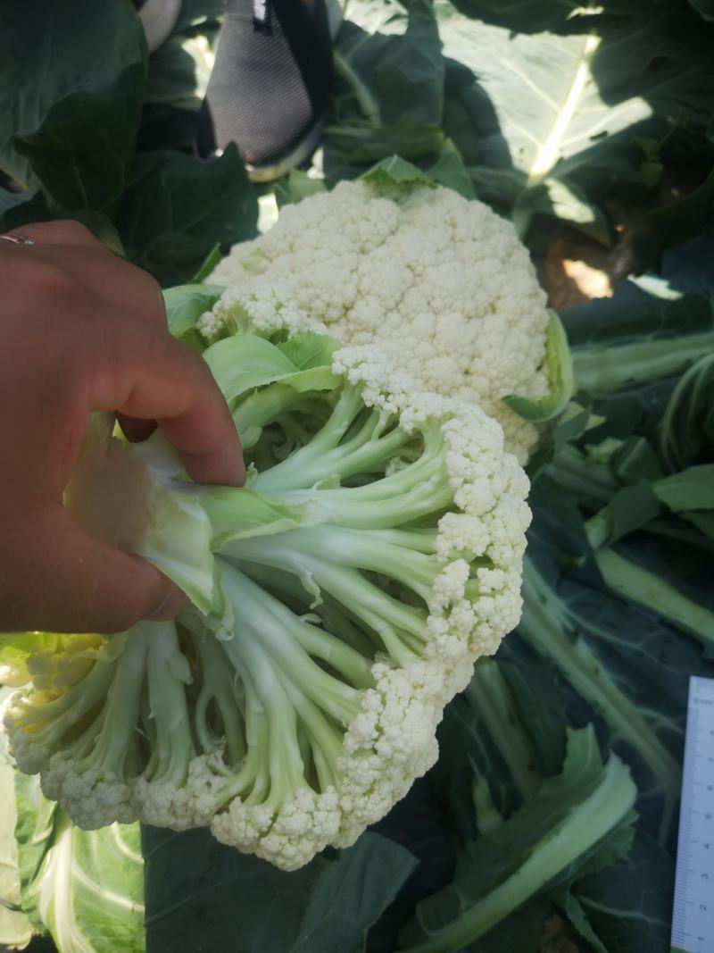 雪松80天松花菜种子中晚熟菜花种子洁白甜脆单球约3斤春秋