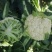 雪松80天松花菜种子中晚熟菜花种子洁白甜脆单球约3斤春秋