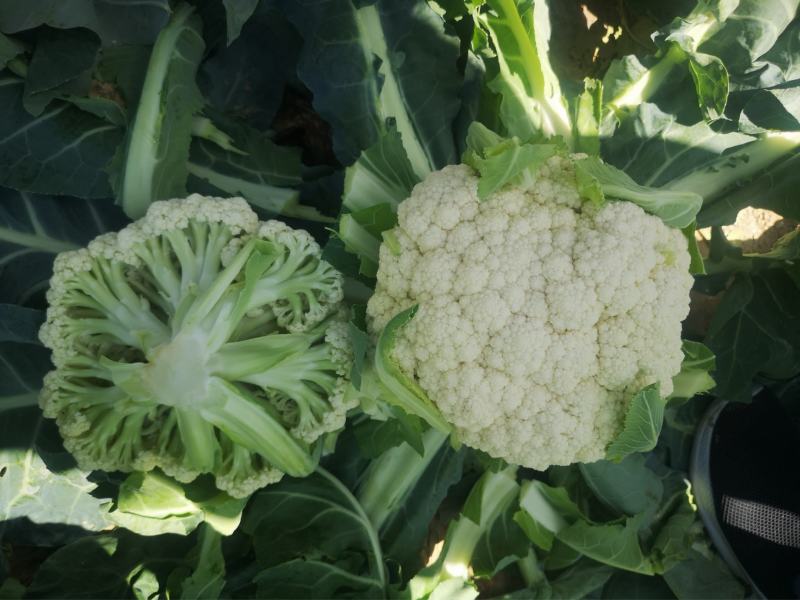 雪松80天松花菜种子中晚熟菜花种子洁白甜脆单球约3斤春秋