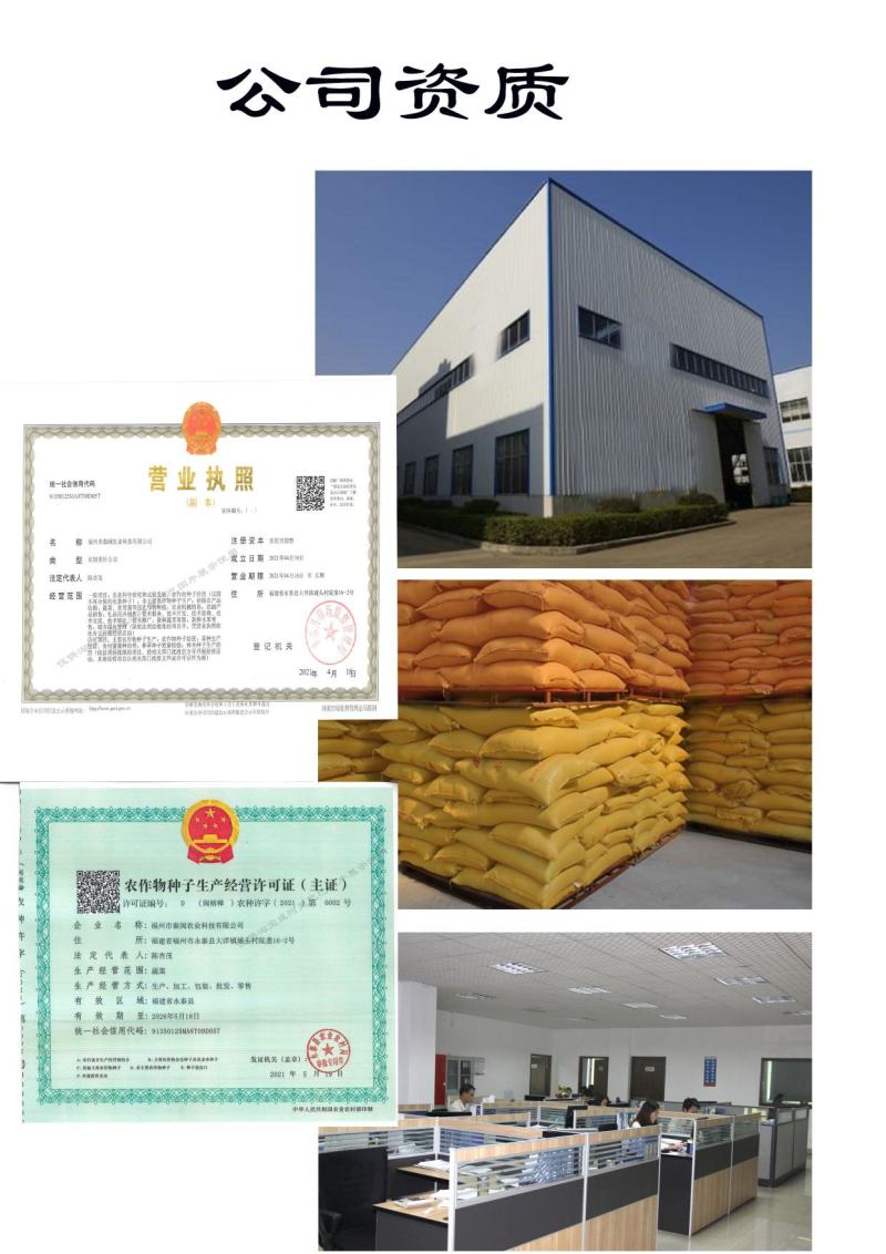 雪松80天松花菜种子中晚熟菜花种子洁白甜脆单球约3斤春秋