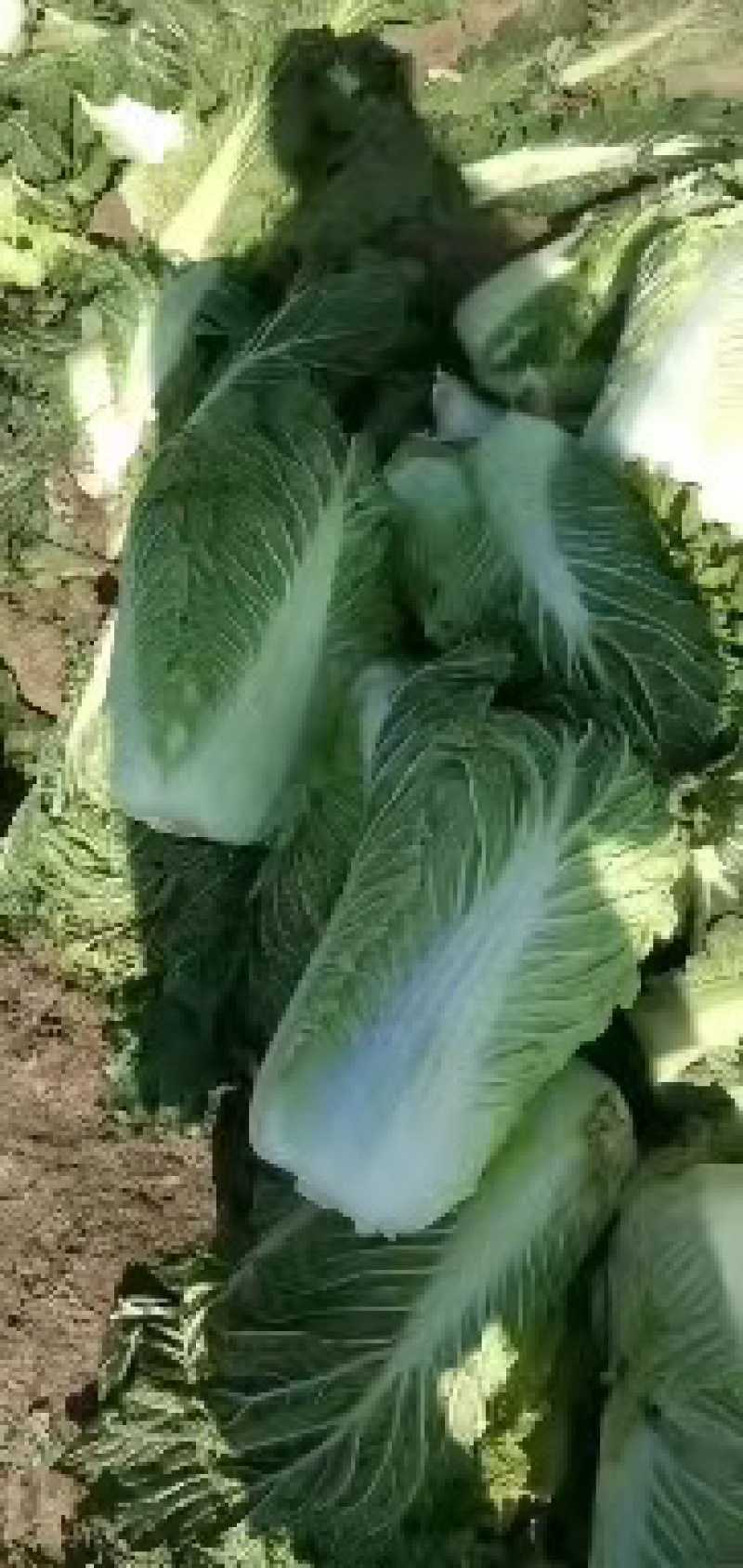 东北黄心白菜黄包心大量上市产地发货欢迎来电