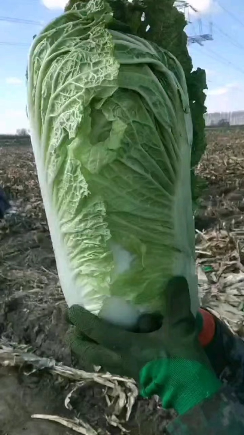 东北黄心白菜黄包心大量上市产地发货欢迎来电