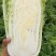 东北黄心白菜黄包心大量上市产地发货欢迎来电