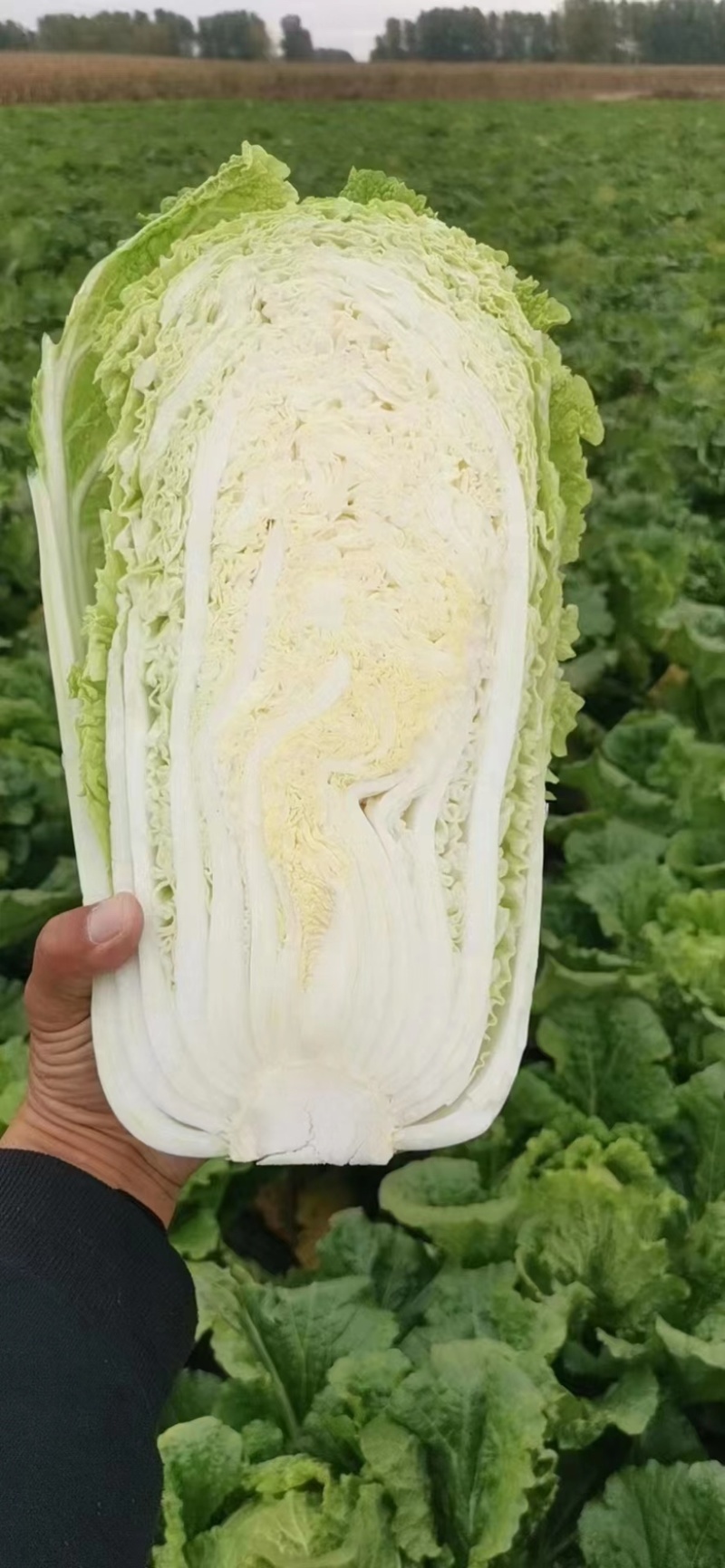 东北黄心白菜黄包心大量上市产地发货欢迎来电