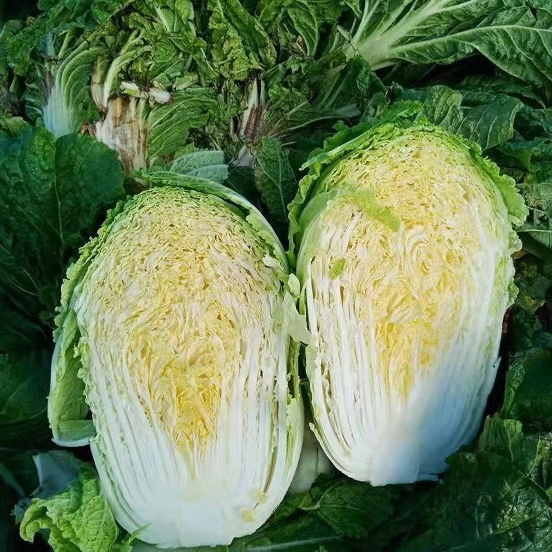 东北黄心白菜黄包心大量上市产地发货欢迎来电