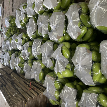 河南青茄新鲜采摘有量上市