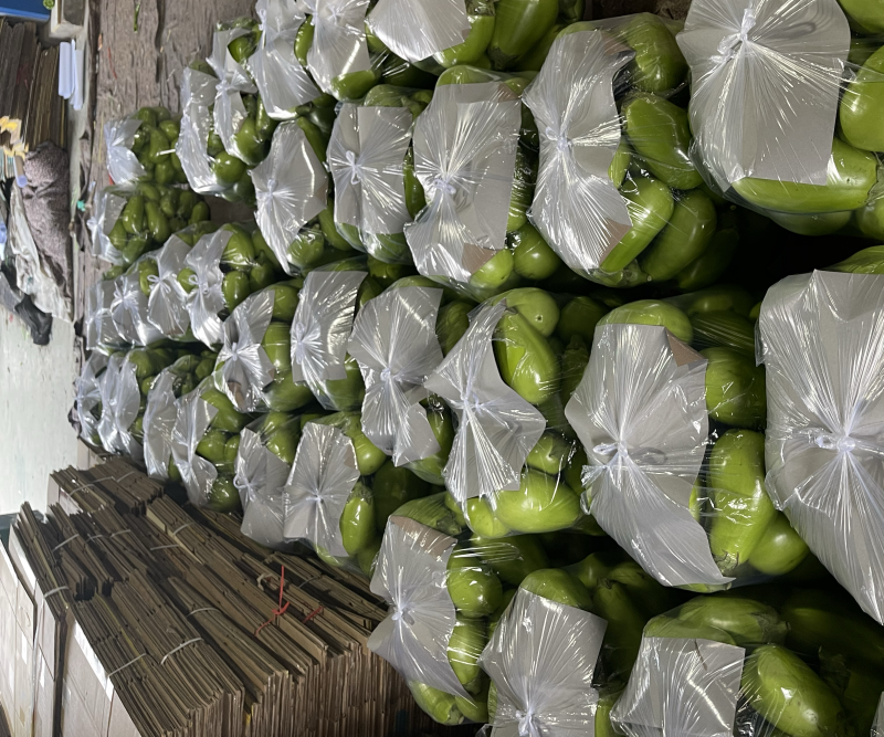 河南青茄新鲜采摘有量上市