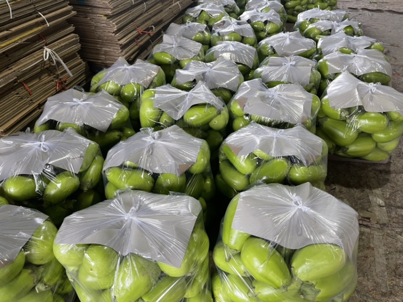河南青茄新鲜采摘有量上市