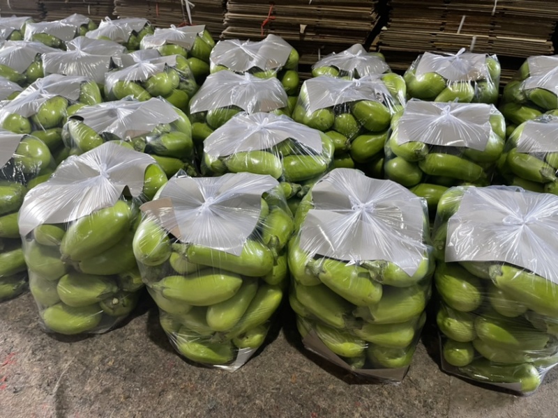 河南青茄新鲜采摘有量上市