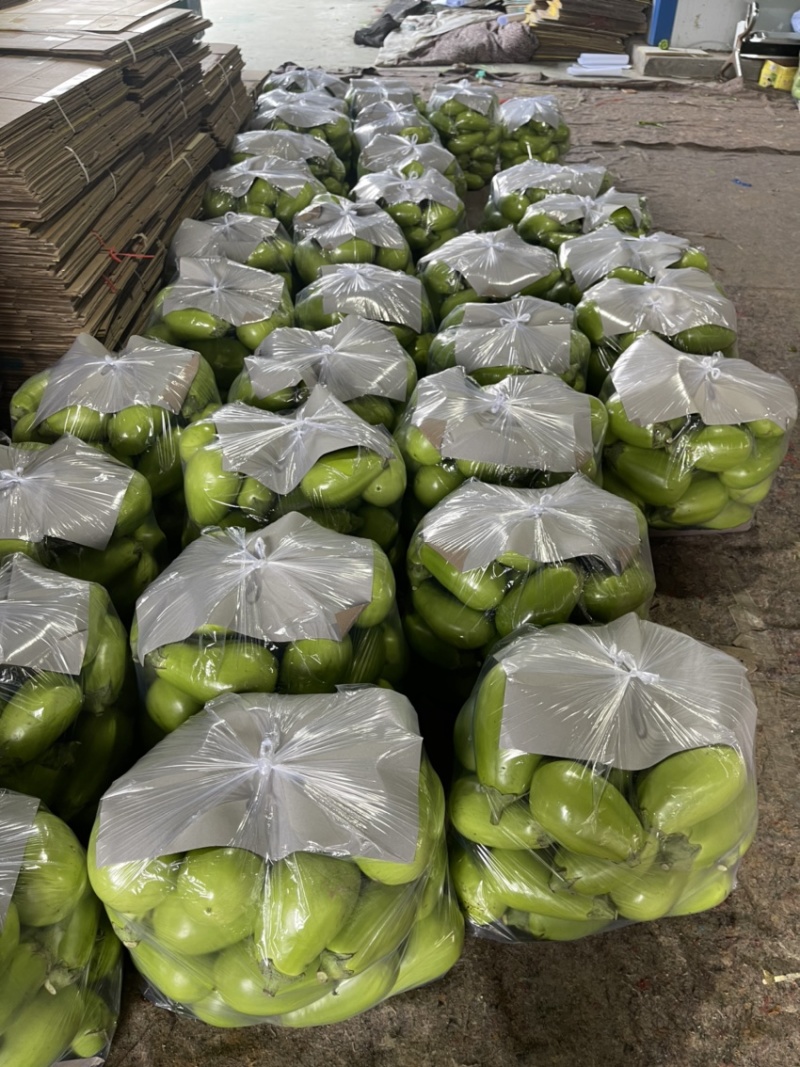 河南青茄新鲜采摘有量上市