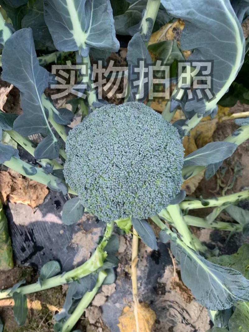 绿冠青花菜西兰花菜花种子秋播耐寒耐湿单球约400克农家