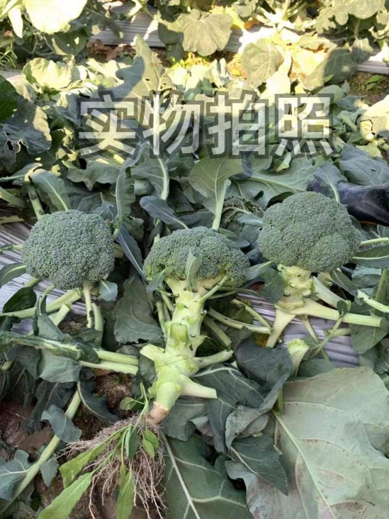 绿冠青花菜西兰花菜花种子秋播耐寒耐湿单球约400克农家