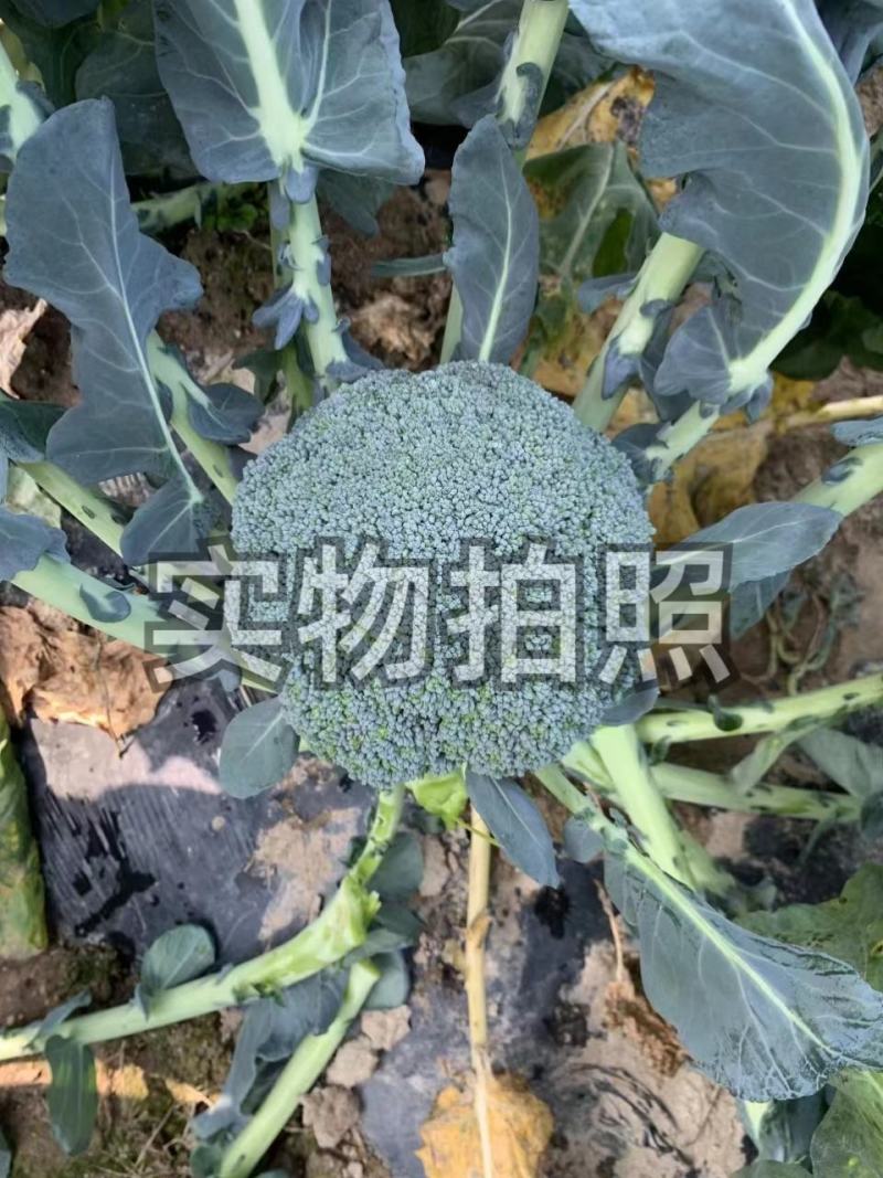 华冠75天西兰花菜花种子秋播耐寒耐湿单球约400克庭院