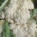 精品菜花大量上市中有需要联系