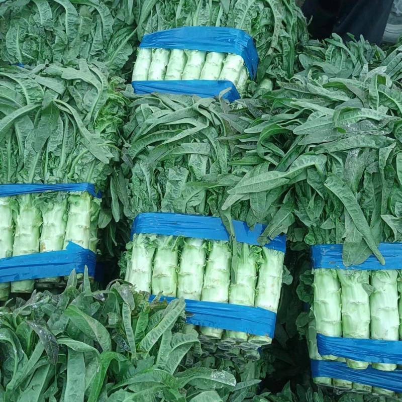 山东郯城莴苣出售大量红尖叶莴笋，质量杠杠的包没空心！