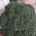精品菜花大量上市中有需要联系