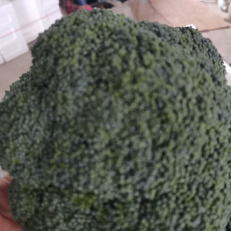精品菜花大量上市中有需要联系