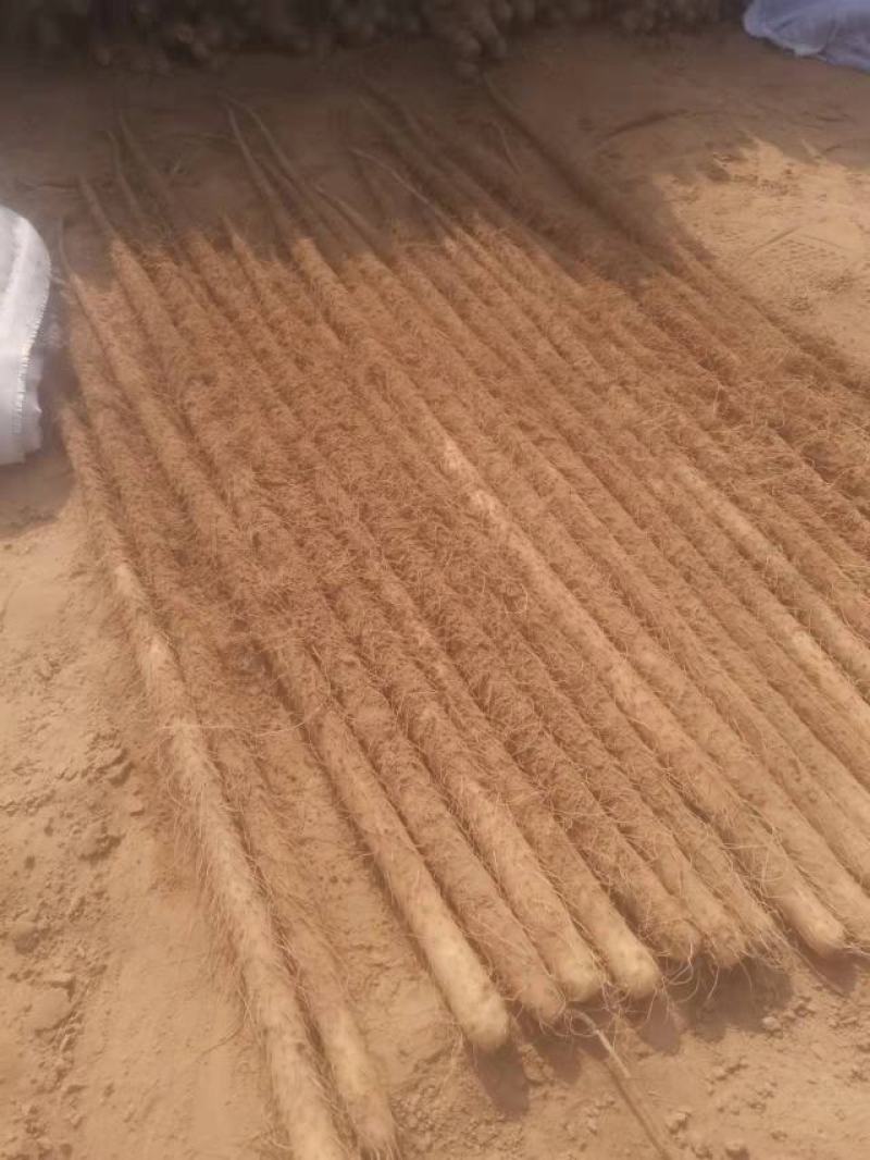 正宗临漳沙地铁棍山药！！！！