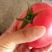 硬粉大红西红柿优质产品产地直发有需要的老板联系