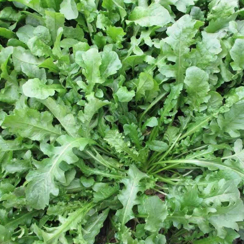 天然野生荠荠菜种子农户农家庭院阳台均可种植蔬菜种子