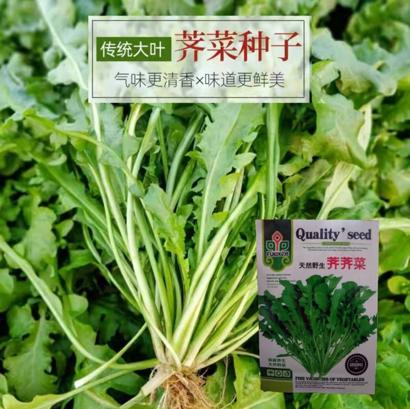 天然野生荠荠菜种子农户农家庭院阳台均可种植蔬菜种子